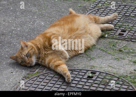 Le gingembre cat sur un trottoir Banque D'Images