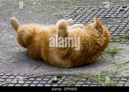 Le gingembre cat sur un trottoir Banque D'Images