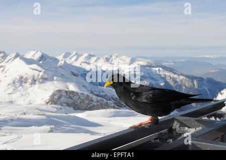 Alpine chough / crave à bec jaune (Pyrrhocorax graculus) perché sur le balcon d'un restaurant de montagne dans les Alpes françaises. Banque D'Images