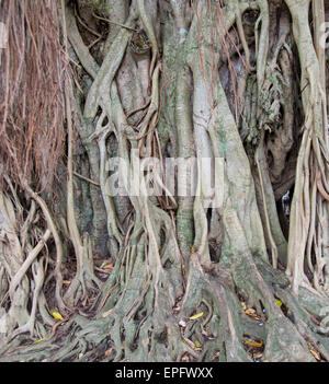 Close up de contrefort racines de Banyan Tree dans la ville historique de Galle, au Sri Lanka, en Asie Banque D'Images