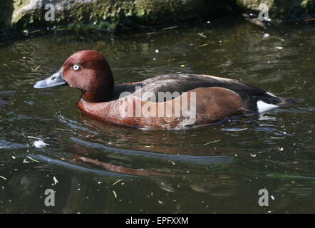 Nyroca eurasien ou pochard (Aythya nyroca) natation par de trop près Banque D'Images