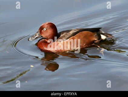 Nyroca eurasien ou pochard (Aythya nyroca) Nager dans un lac Banque D'Images