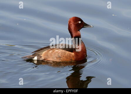 Nyroca eurasien ou pochard (Aythya nyroca) vu de profil d'or en natation Banque D'Images