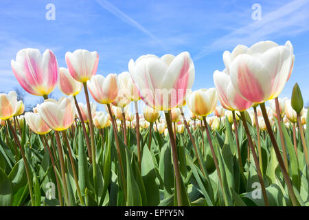 Champ de tulipes au printemps en Hollande. Banque D'Images