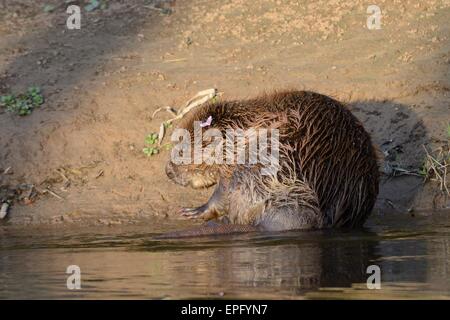 Le castor d'Eurasie (Castor fiber) sur la rive de la rivière Otter au coucher du soleil la lumière après contrôle des maladies et re-publié. Banque D'Images