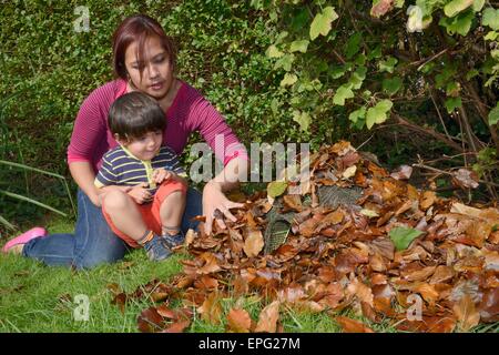 Jeune garçon regarde sa mère couvrant un hérisson avec des feuilles sous un abri jardin haie, Bristol, Royaume-Uni, octobre. Banque D'Images