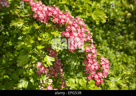 L'Aubépine rose rose abondante fleur de printemps sur arbre adulte Crategus laevigata Banque D'Images