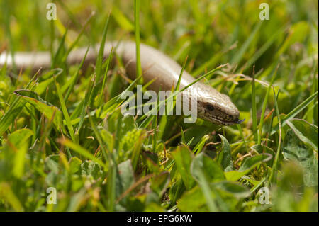 L'adulte qui a ver lent dans le passé faire la queue faire son chemin à travers l'herbe de prairie pelouse et fleurs Daisy Banque D'Images