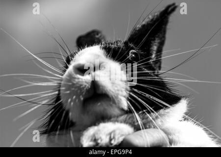 Image en noir et blanc d'un lapin néerlandais Banque D'Images