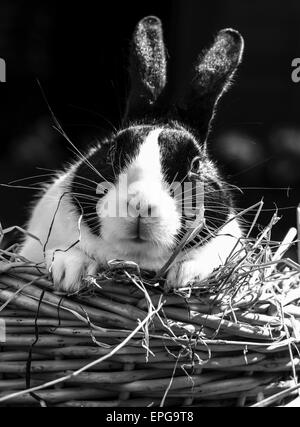 Image en noir et blanc d'un lapin néerlandais Banque D'Images