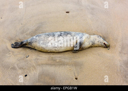 Mort de phoques gris (Halichoerus grypus) échoué sur une plage de Northumberland Banque D'Images