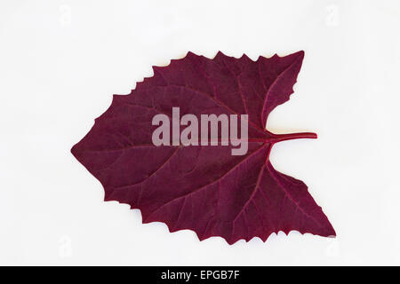 Orach rouge, Atriplex hortensis, plantes médicinales et de légumes de la FOAD Banque D'Images