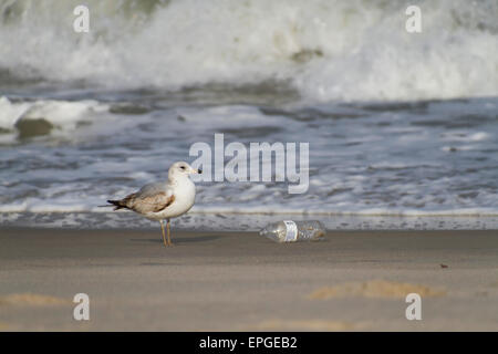 Une mouette se tient à côté d'une bouteille de plastique échouée sur la plage par la marée Banque D'Images