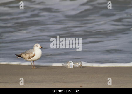 Une mouette se tient à côté d'une bouteille de plastique échouée sur la plage par la marée Banque D'Images