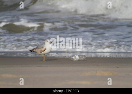 Une mouette se tient à côté d'une bouteille de plastique échouée sur la plage par la marée Banque D'Images