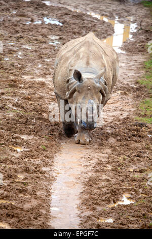 Un jeune rhinocéros indien marchant dans un chemin boueux Banque D'Images