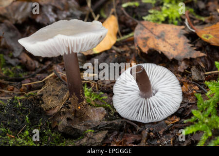«Rettich-Helmling bonnet, lilas, Lila, Rettichhelmling Helmling, Mycena pura, pour PDA Prunulus Banque D'Images