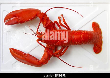 Homard Banque D'Images