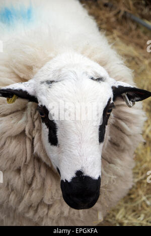 Welsh Hill Face mouchetée les moutons avec des marques noires et blanches sur le visage. Banque D'Images