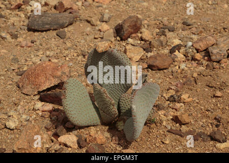 Une photographie de certains Cactus (Opuntia basilaris de Castor) dans le parc national de Joshua Tree, en Californie, USA. Banque D'Images