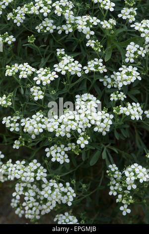 Lobularia maritima / Alyssum halimifolium. Fleurs Alyssum doux Banque D'Images