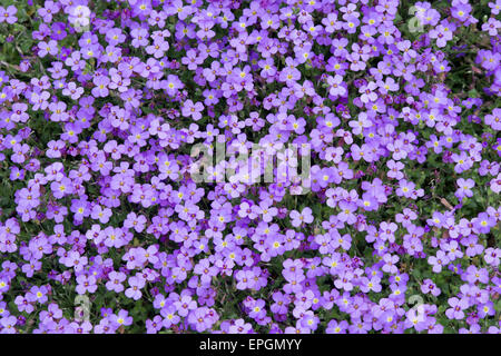 Aubrieta 'Purple Cascade' fleurs Banque D'Images