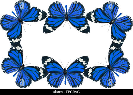 Commune magnifique papillon Danaus genutia (Tigre) en couleur quadri isolated on white Banque D'Images