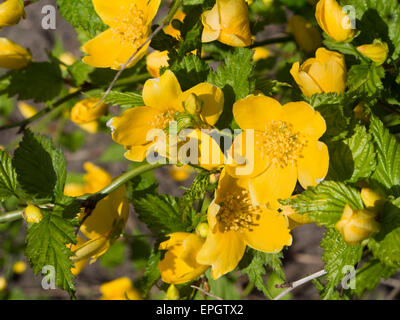 Vexille japonica, un buisson plein de fleurs jaune vif au printemps, ici du jardin botanique d'Oslo Norvège Banque D'Images