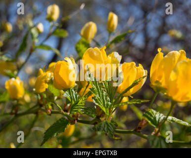 Vexille japonica, un buisson plein de fleurs jaune vif au printemps, ici du jardin botanique d'Oslo Norvège Banque D'Images