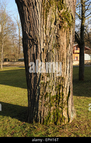 Arbre pagode japonaise Banque D'Images