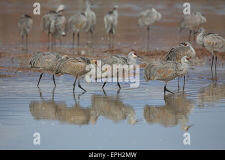 La grue de faune à Bosque del Apache Banque D'Images