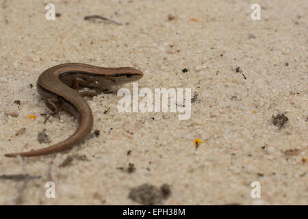 Little Brown skink - Scincella lateralis Banque D'Images