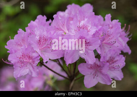 Rhododendron poukhanense riche violet fleurs Banque D'Images