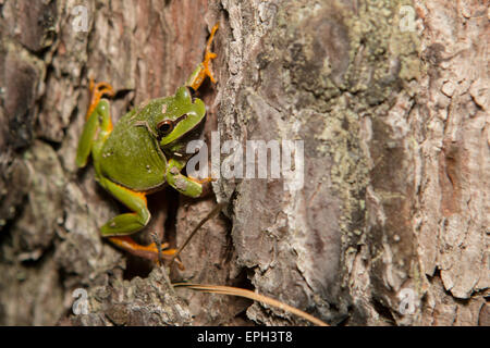 Pine Barrens grenouille d'arbre escalade un pin - Hyla andersonii Banque D'Images