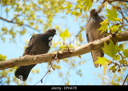 Pigeons sur la branche Banque D'Images