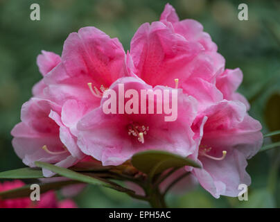 Rhododendron Vintage rose fleurs riche Banque D'Images