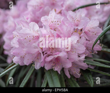 Rhododendron makinoi riche rose fleurs Banque D'Images