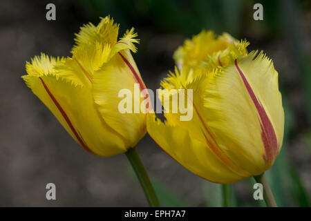 Tulipes jaunes à rayures rouge close up Banque D'Images