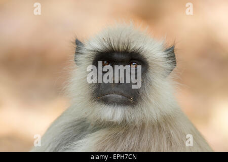 Portrait de gray langur hanuman langur ou Semnopithèque à Bandhavgarh national park, Madhyapradesh, Inde Banque D'Images