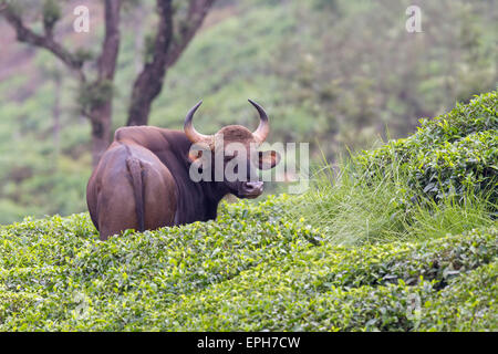 Bison indien ou Gaur Bos gaurus ou à un jardin de thé à Annamalai hills, Valparai, Tamilnadu. Banque D'Images