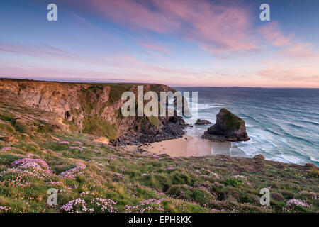 Coucher de soleil sur la floraison Sea Thrift croissant sur les falaises au-dessus Bedruthan Steps Banque D'Images