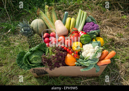 Une boîte de légumes de saison y compris les fruits et légumes prêts à être livrés à un client dans le Wiltshire, UK.une prestation alimentaire Banque D'Images