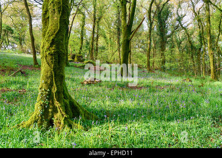 Début bluebells woodland sur Bodmin Moor en Cornouailles Banque D'Images