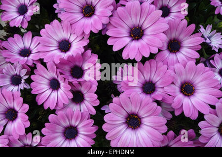 Cape de pluie marigold daisy Banque D'Images