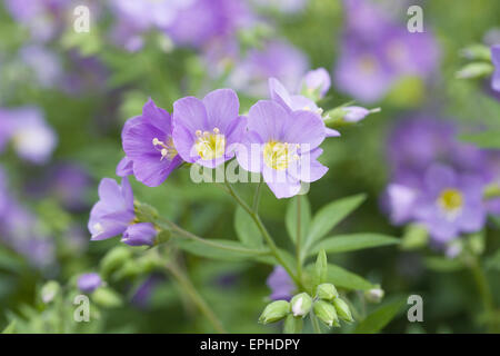 Le Polemonium des fleurs au printemps. Banque D'Images