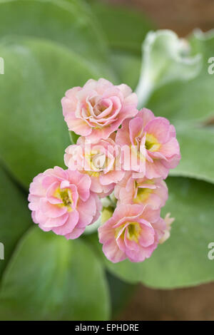Primula auricula 'Fin' Romantique Banque D'Images