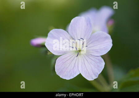 Fleur de géranium bleu pâle. Banque D'Images