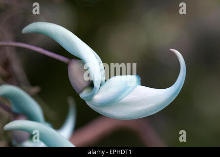Strongylodon macrobotrys fleur. Fleur de vigne de Jade. Banque D'Images