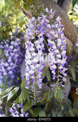 Wisteria floribunda 'domino' fleurs. Banque D'Images