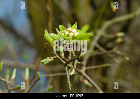 Jeunes pousses et boutons de apple. Banque D'Images